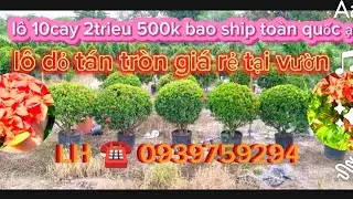 4/5LH ☎️👉0939759294👈chao b&aacute;n b&ocirc;ng trang thuần chậu đỏ t&aacute;n tr&ograve;n ace n&agrave;o cần mua vềtrangtr&iacute; s&acirc;nvườn ạ