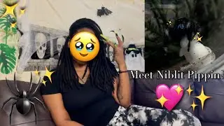 Unboxing My First Jumping Spider🕷️✨ | Meet Niblet💙✨ (Our Cosmic Bond Begins)