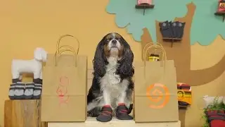 Ultra Paws Dog Boots | Chewy