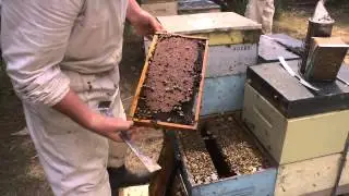Manuka Doctor Bee Keeping