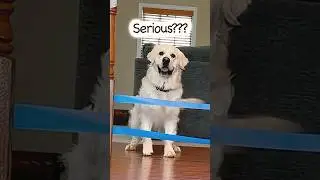 You Can Do It #funny #cute #shorts