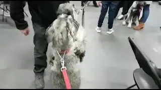 Standard Schnauzer dog meets her brother for the first time since birth