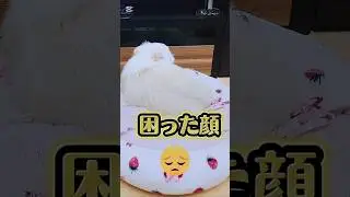 見ないで&hellip;💦完全に困ってる犬😟#犬あるある #shorts #癒し #困った