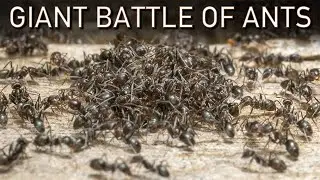 Ant Superswarm: Soldier Ants Slaughter each other