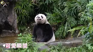 20251228 圓仔可愛泡湯後，奔回家吃竹桿吃筍，保育員葛格幫仔仔上課 The Giant Panda Yuan Zai