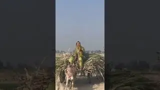 Villege Woman riding Donkey Cart
