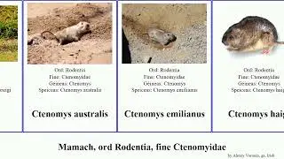 Mamach, ord Rodentia, fine Ctenomyidae ctenomys mammal australis brasiliensis minutus torquatus