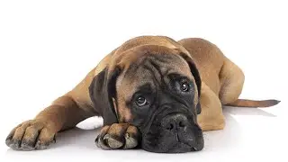 Is Bullmastiff a Good Family Dog?