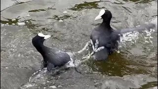 Coots fighting for territory - vicious!