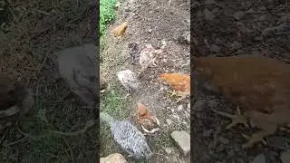 Welcome to the journey of these adorablelittle chicks #animalseries #viral