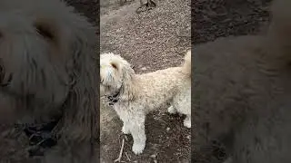 #ruffplay #dogplay #thedogelement #fundogmental #belikedog #dogs #doghike #doghiking #dogtrails