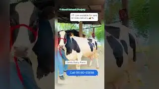 35 liter milk per day / Rate-80,000 | hf cow for sale