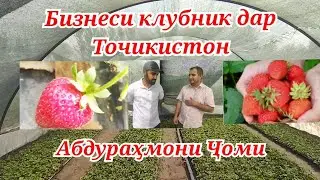 Бизнеси клубник аз оґоз   дар н А.Ҷоми 🍓🍓🍓ва тачриба бо Биогумус