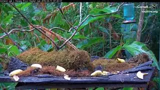 Video 2019 04 11 072945 Nibble, nibble little mouse edited for time