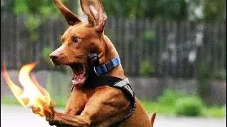 clean memes I watch with my dog