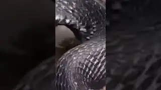 #avianworld #avian #snake #animals #avianwonders