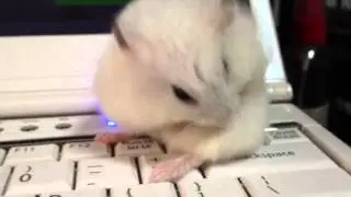 Hamster cleaning itself