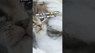 🐱🧸 Why Kittens Knead Everything - Not Just Blankets