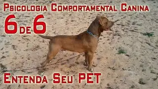 Adestramento, Tudo que Você Precisa Saber Sobre Comportamento Canino - Psicologia Canina
