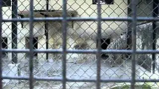 Roar Of a Lioness, Alipore Zoo