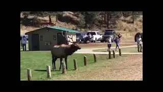 Elk mating call. Sept. 25, 2021.