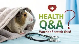 Your Guinea Pig Health Worries Solved! 🐹✅ Q&A Part 1