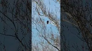 expert fisherman #fishing #fish #fishinglife #fishingvideo #eagles #eagle #baldeagle #hunter #birds