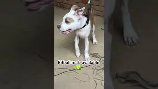 top quality pitbull male puppy available normal price  ✅️⏩️all_dog_breeds24 available
