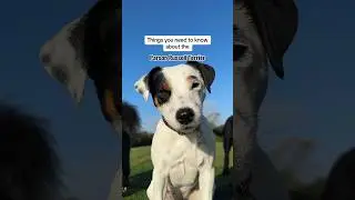 Things you need to know about the Parson Russell Terrier breed