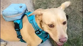 DIY detachable backpack for dog harness