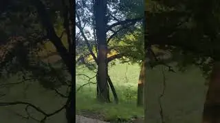 Driving through Lone Elk Park 5/20/23