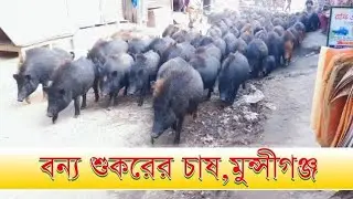 Wild Pigs farming in Bangladesh || Wild pigs are being raised openly in Munshiganj | feat ma kadir