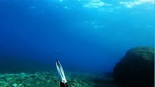 🎯Ρηχό ψαροντούφεκο και μια σπάνια εμφάνιση στις θάλασσες μας🤔🐍 #world#spearfishing_reviews