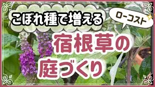 《こぼれ種で殖える宿根草５選》夏越しが心配でもこぼれ種で殖えるから安心！こぼれ種と雑草を見極める／宿根草でお庭作り楽しみましょ~