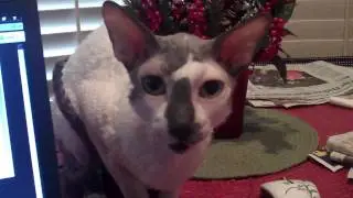 Most Annoying Cornish Rex In The World