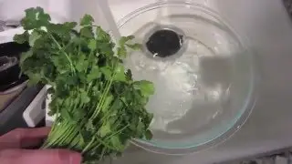 How to Clean & Store Cilantro