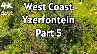 Cape Town 4K - West Coast South Africa - Scenic Drive via Darling Flowers to Yzerfontein #part5 #4k