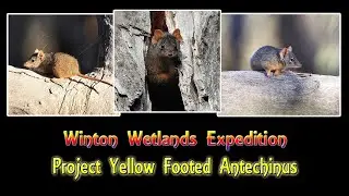 Winton Wetlands  Project Yellow Footed Antechinus