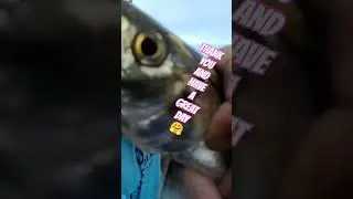 👌THE  SKIPJACK HERRING👌