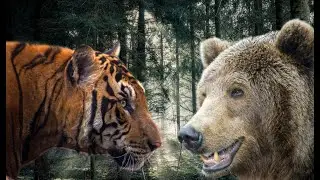 Beautiful animal shots! From the wild environment.