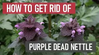 How to Get Rid of Purple Dead Nettle [DIY Weed Management]