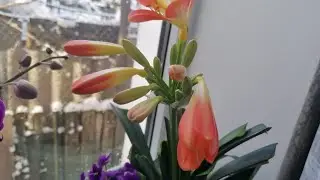 Подарок от кливии после обморожения, подоконник 🌺