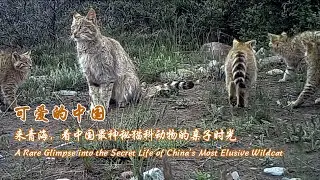A rare glimpse into the secret life of China's most elusive wildcat