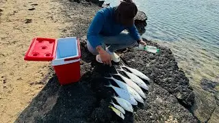 Queen fish harvest here @ Al Bahia Fishing Spot, Abu Dhabi