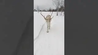 Олени в Подмосковном сафари-парке ❤ #олени #deers #забавныеживотные #funnyanimals #каквприроде