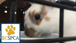 BC SPCA Surrey Education and Adoption Centre