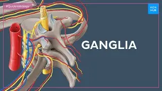 Histology of ganglia of different systems - Quick Histology |&nbsp;Kenhub