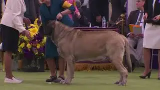 Mastiffs | Breed Judging 2026