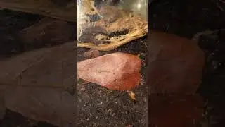 Zebra isopod enclosure check