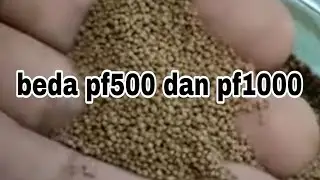 perbandingan pelet ikan hias pf500 dan pf1000